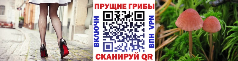 Псилоцибиновые грибы Psilocybe Данилов